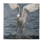 Hovering Kittiwake Fliese (Vorderseite)