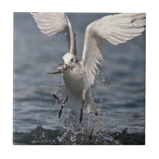 Hovering Kittiwake Fliese (Vorderseite)