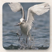 Hovering Kittiwake Getränkeuntersetzer (Vorderseite)