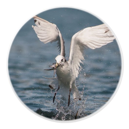 Hovering Kittiwake Keramikknauf (Vorderseite)
