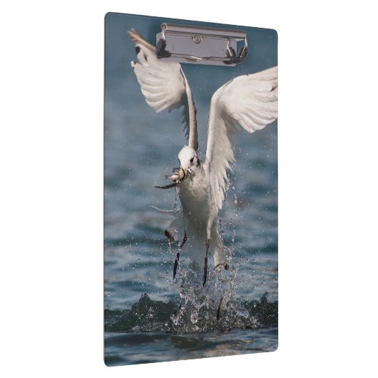 Hovering Kittiwake Klemmbrett (Rechts)