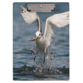 Hovering Kittiwake Klemmbrett (Vorderseite)