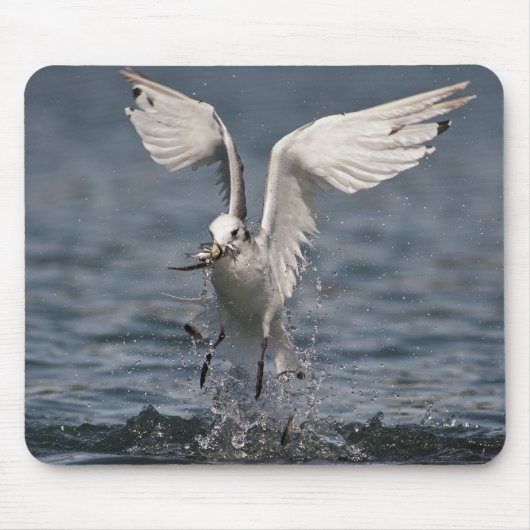 Hovering Kittiwake Mousepad (Vorne)