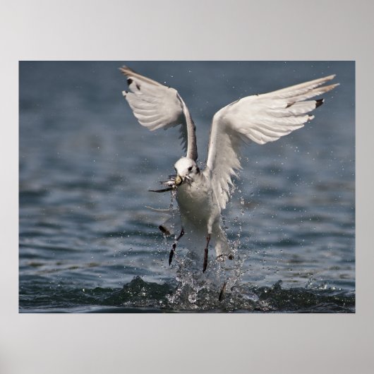 Hovering Kittiwake Poster (Vorne)