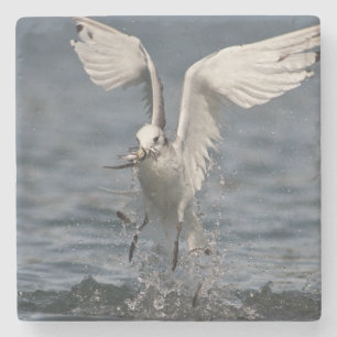 Hovering Kittiwake Steinuntersetzer