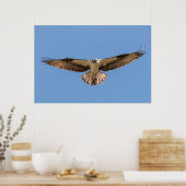 Hovering Osprey Poster (Küche)