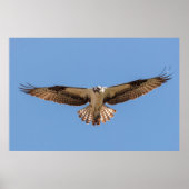 Hovering Osprey Poster (Vorne)