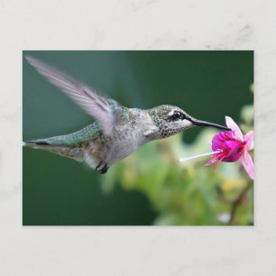 Hovering Postkarte