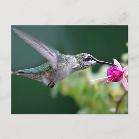 Hovering Postkarte (Vorderseite)