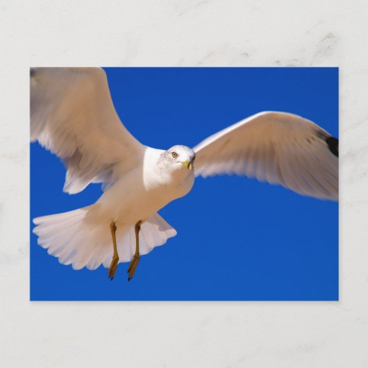 Hovering Postkarte (Vorderseite)