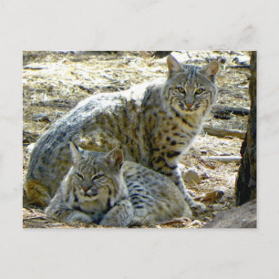 Howard the Greeter sagt, dass die Bobcats namenlos Postkarte