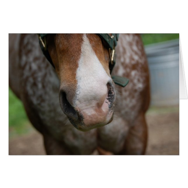 Howdy! (Vorderseite (Horizontal))