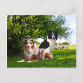 "Howdy & Buckeroo"  Postkarte (Vorderseite)