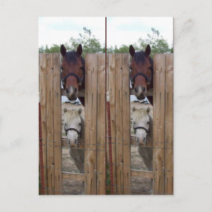 Howdy-Howdy-Horse-Bookmarkers Postkarte