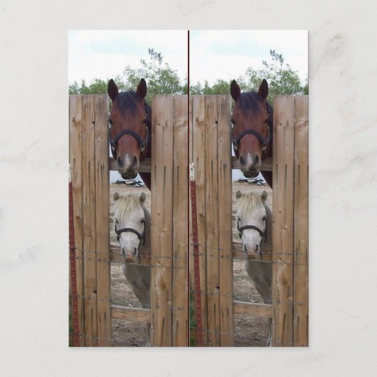 Howdy-Howdy-Horse-Bookmarkers Postkarte (Vorderseite)