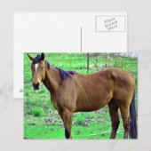 Howdy! Postkarte (Vorne/Hinten)