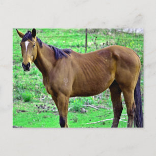 Howdy! Postkarte
