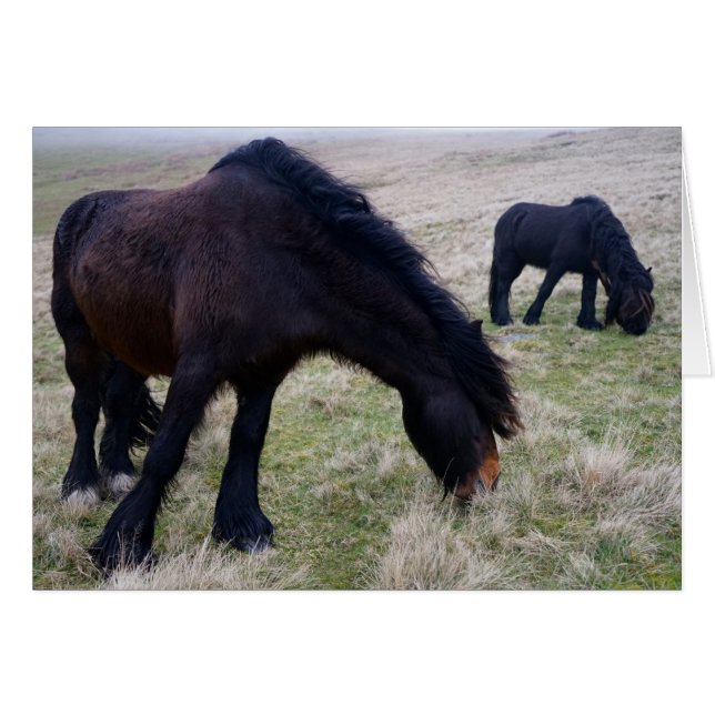 Howgillhounds fiel Ponys (Vorderseite (Horizontal))
