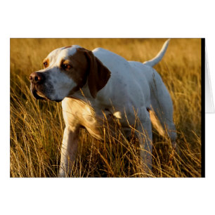 Howgillhounds kardiert Zeiger