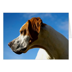 Howgillhounds kardiert Zeiger-Kopf