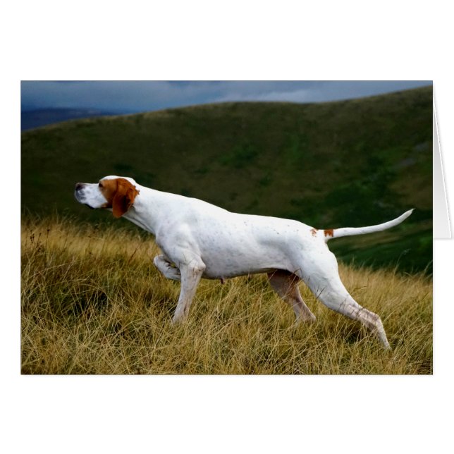 Howgillhounds Zeigerfunktion (Vorderseite (Horizontal))