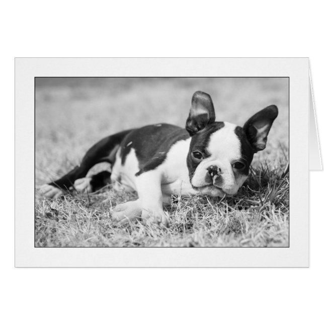 Howie im Gras (Vorderseite (Horizontal))