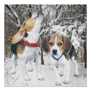 Howing Beagle Pup & Beagle Buddy Poster