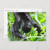 Howler Monkey, Belize Postkarte (Vorne/Hinten)