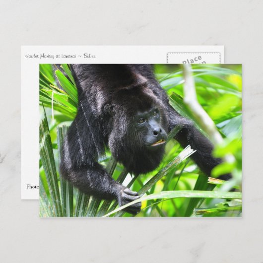 Howler Monkey, Belize Postkarte (Vorne/Hinten)