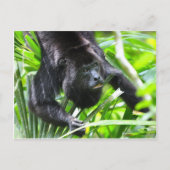 Howler Monkey, Belize Postkarte (Vorderseite)