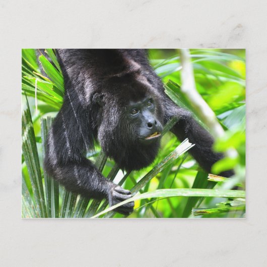Howler Monkey, Belize Postkarte (Vorderseite)