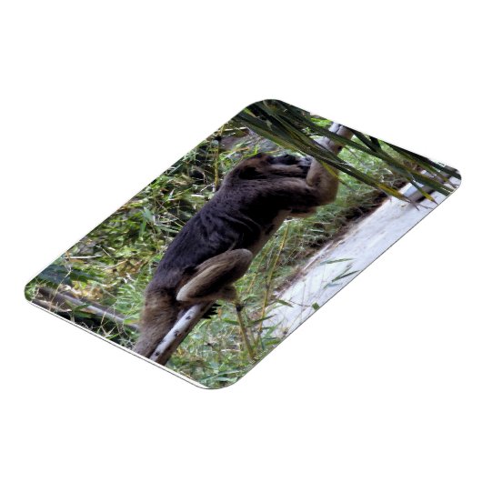 Howler Monkey Hangout Magnet (Linke Seite)