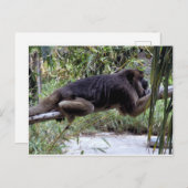 Howler Monkey Hangout Postkarte (Vorne/Hinten)