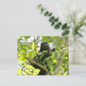 Howler Monkey im Dschungel-Foto Postkarte (Stehend Vorderseite)