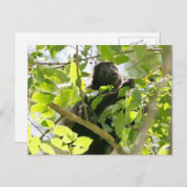 Howler Monkey im Dschungel-Foto Postkarte (Vorne/Hinten)