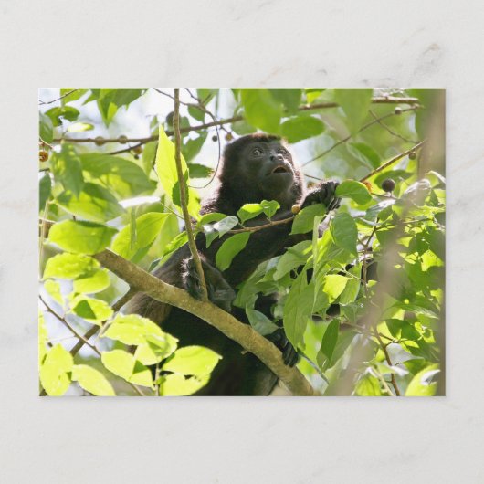 Howler Monkey im Dschungel-Foto Postkarte (Vorderseite)