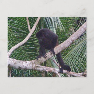 Howler Monkey und Baby Monkey in Costa Rica Jungle Postkarte
