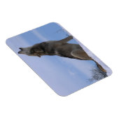 Howling Alaskan Timber Wolf Magnet (Rechte Seite)