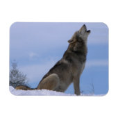 Howling Alaskan Timber Wolf Magnet (Horizontal)
