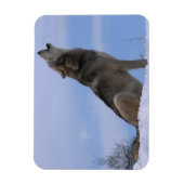Howling Alaskan Timber Wolf Magnet (Vertikal)