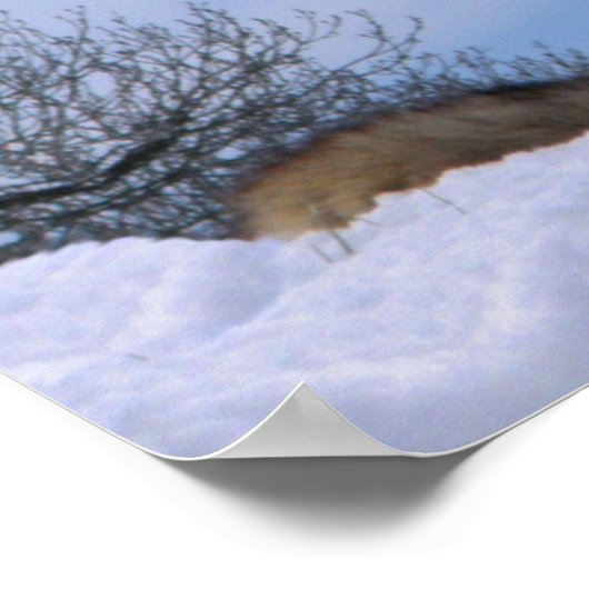 Howling Alaskan Timber Wolf Poster (Ecke)