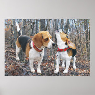 Howling Beagle & Beagle Buddy in Woods Poster