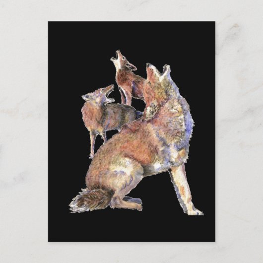 Howling Coyote Pack, Animal, Nature Wildlife Postkarte (Vorderseite)
