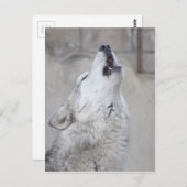 Howling Gray Wolf Postkarte (Vorne/Hinten)