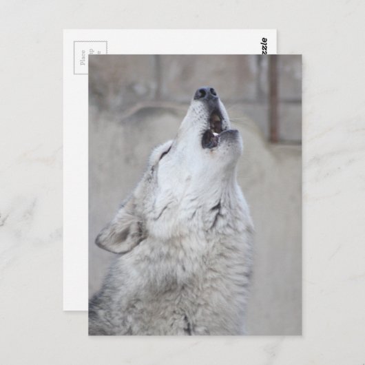 Howling Gray Wolf Postkarte (Vorne/Hinten)