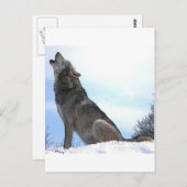 Howling Wolf im Schnee Postkarte (Vorne/Hinten)