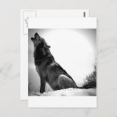 Howling Wolf im Schnee Postkarte (Vorne/Hinten)
