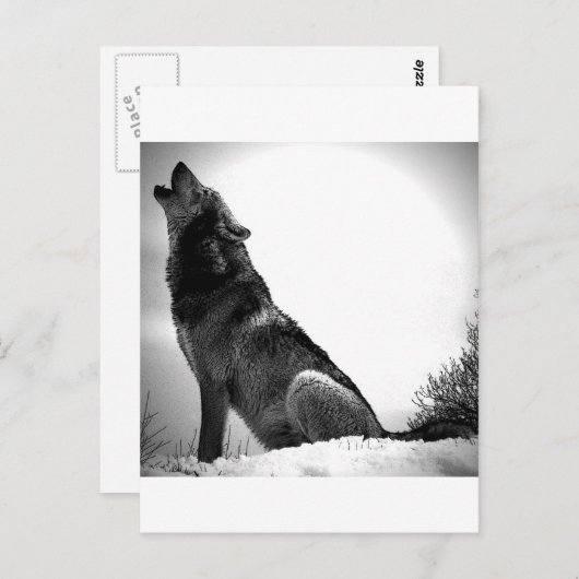 Howling Wolf im Schnee Postkarte (Vorne/Hinten)