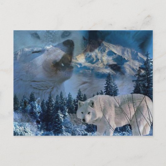 Howling Wolf Pack Postkarte (Vorderseite)