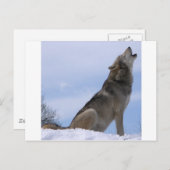 Howling Wolf Postkarte (Vorne/Hinten)